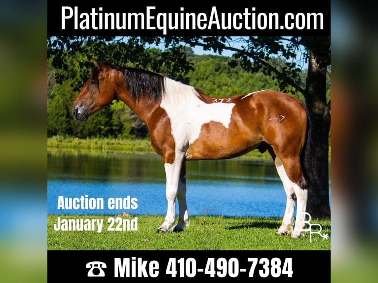 American Quarter Horse Ruin 6 Jaar 157 cm Tobiano-alle-kleuren in Mountain Grove MO
