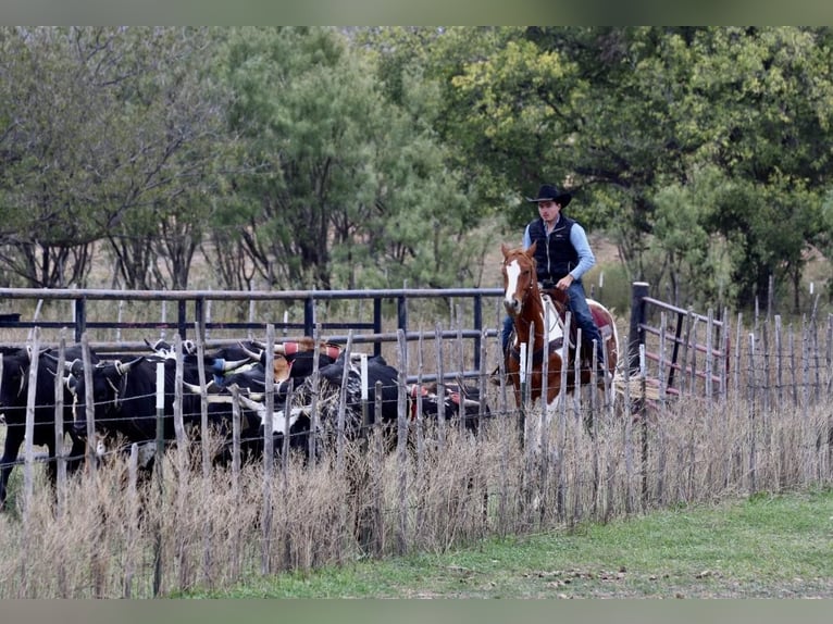 American Quarter Horse Ruin 6 Jaar 157 cm Tobiano-alle-kleuren in Breckenridge TX
