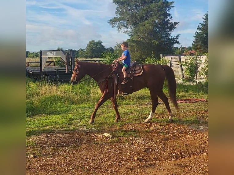 American Quarter Horse Ruin 6 Jaar 157 cm Vos in BENTON, KY