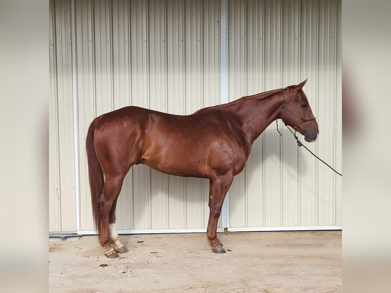 American Quarter Horse Ruin 6 Jaar 157 cm Vos in BENTON, KY