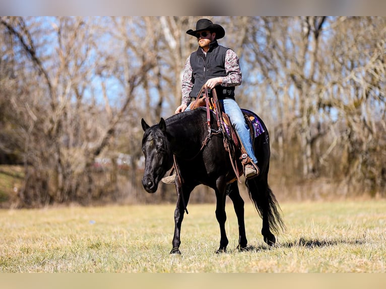 American Quarter Horse Ruin 6 Jaar 157 cm Zwart in Santa Fe TN