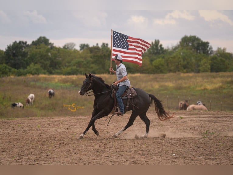 American Quarter Horse Ruin 6 Jaar 157 cm Zwart in Bogard, MO