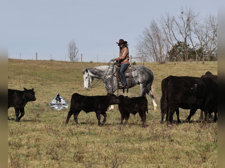 American Quarter Horse Ruin 6 Jaar 157 cm Zwartschimmel in Fresno