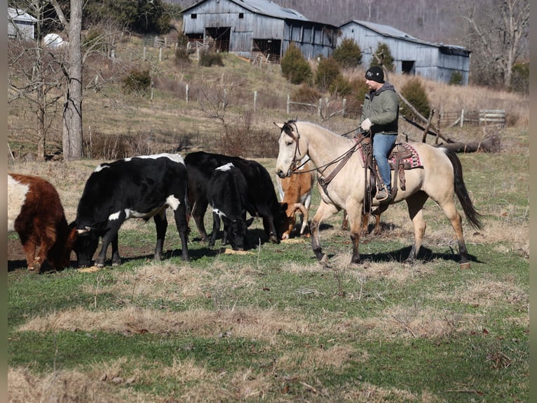 American Quarter Horse Ruin 6 Jaar 160 cm Buckskin in Mount Vernon