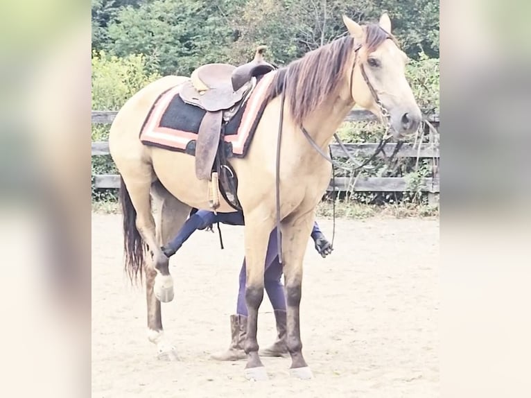 American Quarter Horse Ruin 6 Jaar 160 cm Buckskin in Jeffersonton