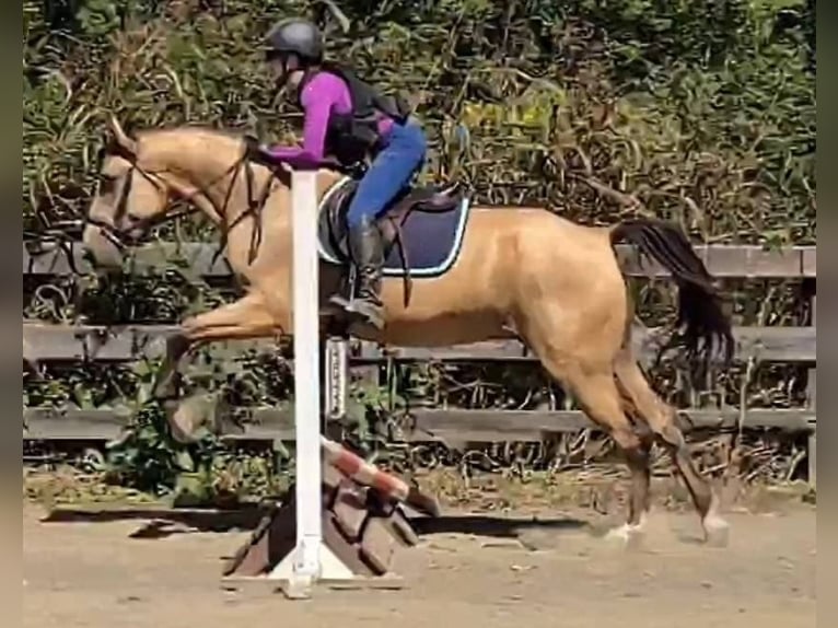 American Quarter Horse Ruin 6 Jaar 160 cm Buckskin in Jeffersonton