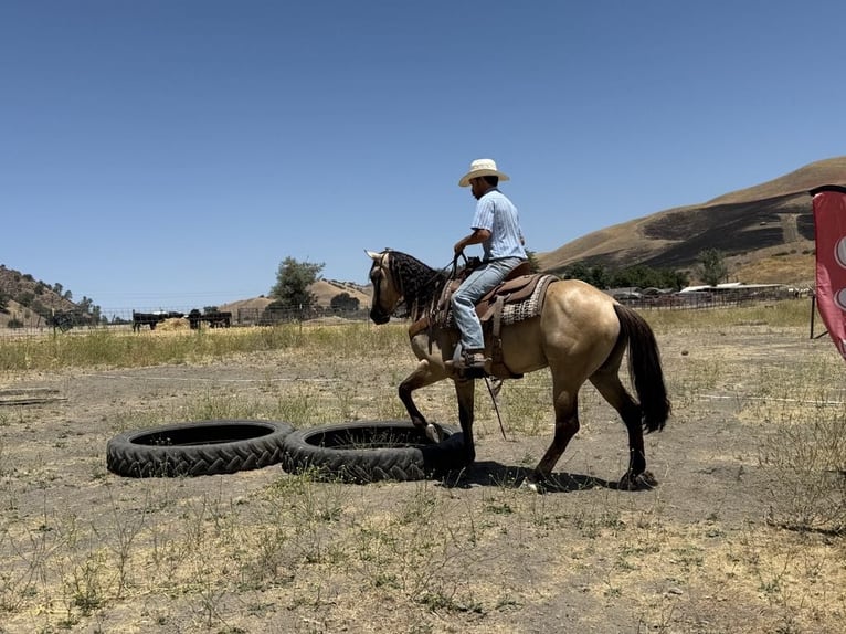 American Quarter Horse Ruin 6 Jaar 160 cm Buckskin in Paicines CA