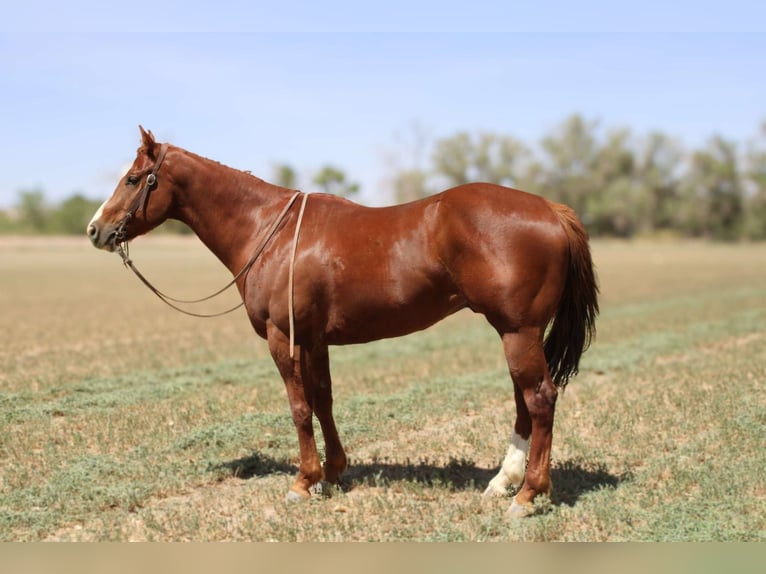 American Quarter Horse Ruin 6 Jaar 160 cm Donkere-vos in El Paso TX