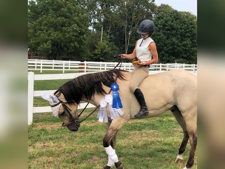 American Quarter Horse Ruin 6 Jaar 160 cm Falbe in Middletown OH