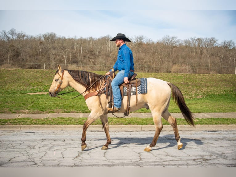 American Quarter Horse Ruin 6 Jaar 160 cm Falbe in Middletown OH