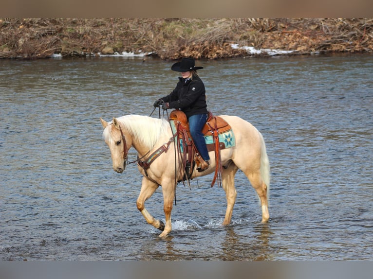 American Quarter Horse Ruin 6 Jaar 160 cm Palomino in Clarion, PA