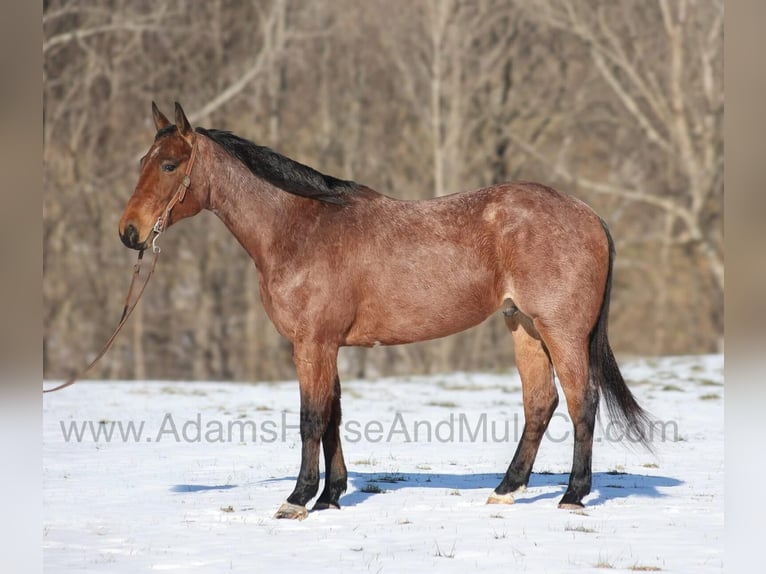 American Quarter Horse Ruin 6 Jaar 160 cm Roan-Bay in Mount Vernon