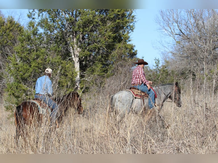 American Quarter Horse Ruin 6 Jaar 160 cm Roan-Blue in Stephenville TX
