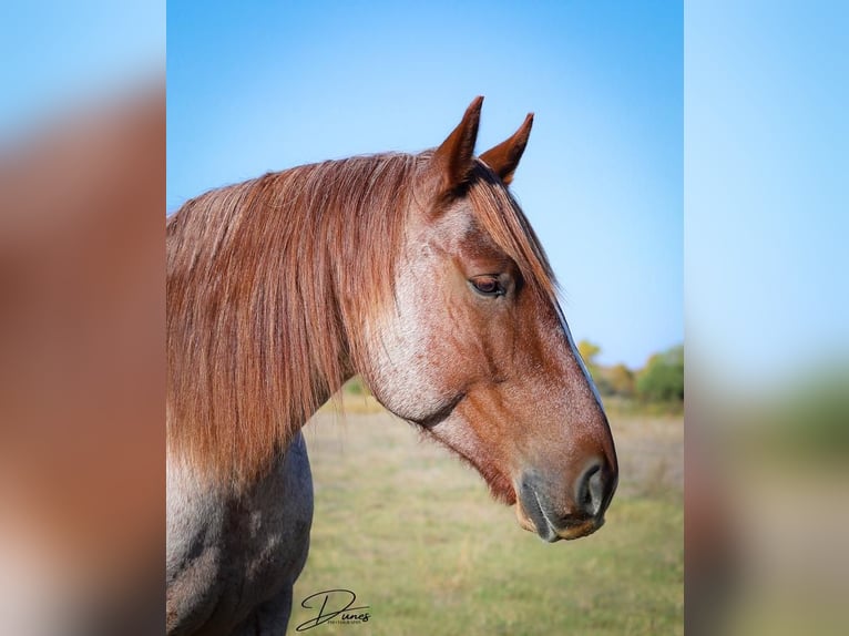 American Quarter Horse Mix Ruin 6 Jaar 160 cm Roan-Red in Thedford, NE