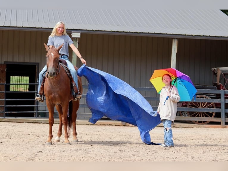 American Quarter Horse Ruin 6 Jaar 160 cm Roan-Red in Clover, SC