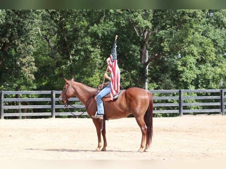 American Quarter Horse Ruin 6 Jaar 160 cm Roan-Red in Clover, SC