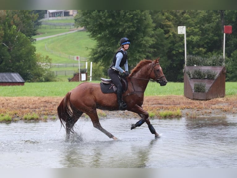 American Quarter Horse Ruin 6 Jaar 160 cm Roan-Red in Clover, SC