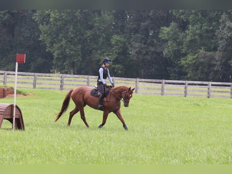 American Quarter Horse Ruin 6 Jaar 160 cm Roan-Red in Clover, SC