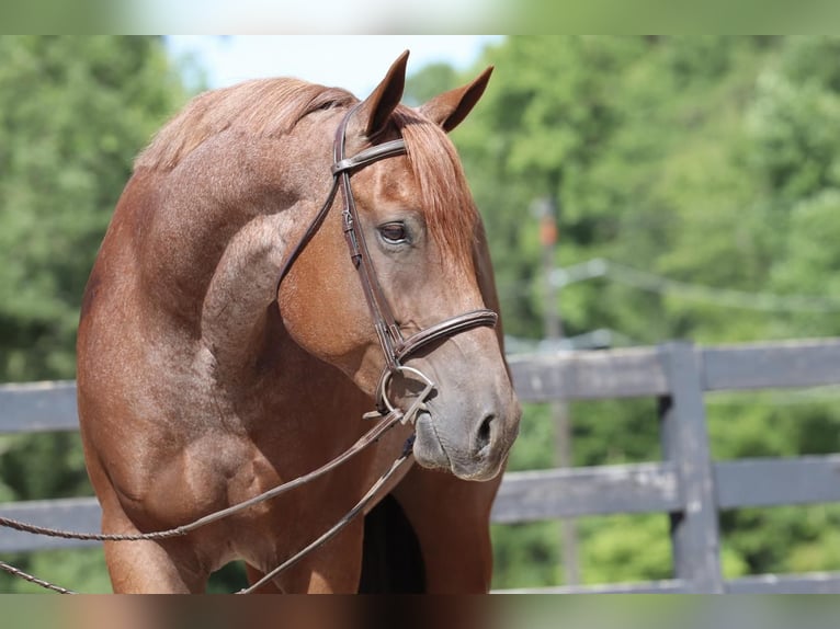 American Quarter Horse Ruin 6 Jaar 160 cm Roan-Red in Clover, SC