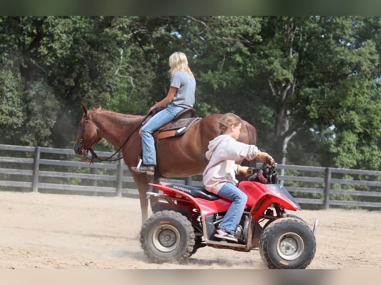 American Quarter Horse Ruin 6 Jaar 160 cm Roan-Red in Clover, SC