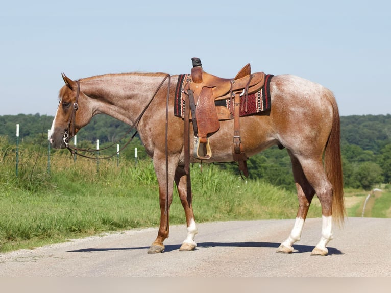 American Quarter Horse Ruin 6 Jaar 160 cm Roan-Red in PUrdy MO