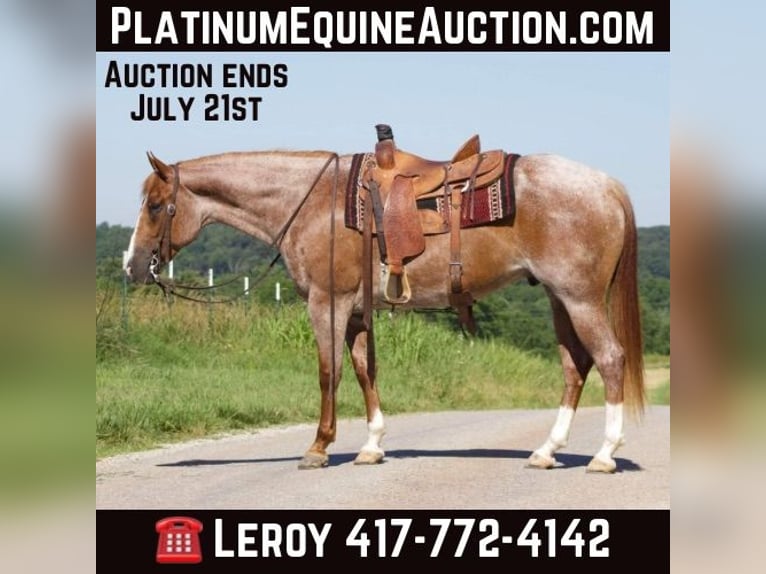 American Quarter Horse Ruin 6 Jaar 160 cm Roan-Red in PUrdy MO