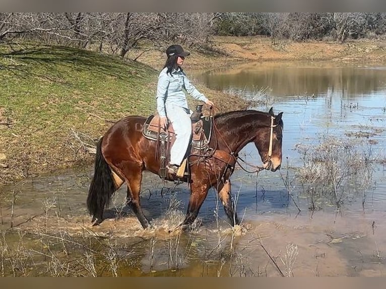 American Quarter Horse Ruin 6 Jaar 160 cm Roodbruin in Jacksboro, TX