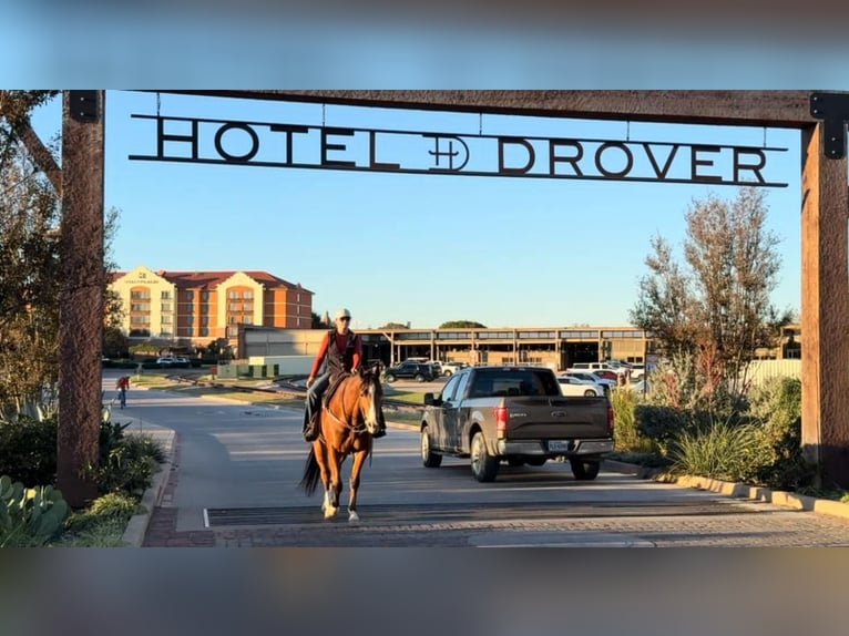 American Quarter Horse Ruin 6 Jaar 160 cm Roodbruin in Fredricksburg TX