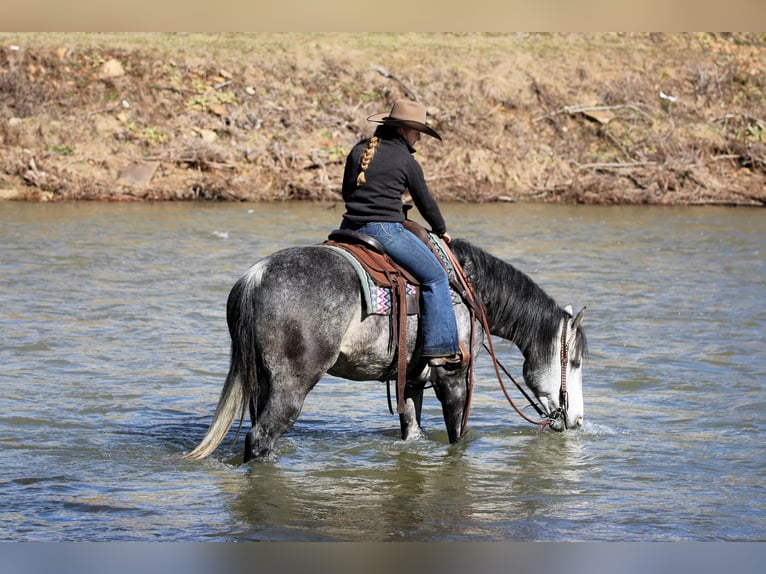 American Quarter Horse Ruin 6 Jaar 160 cm Schimmel in Clarion