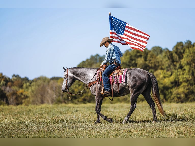 American Quarter Horse Ruin 6 Jaar 160 cm Schimmel in Lyles, TN