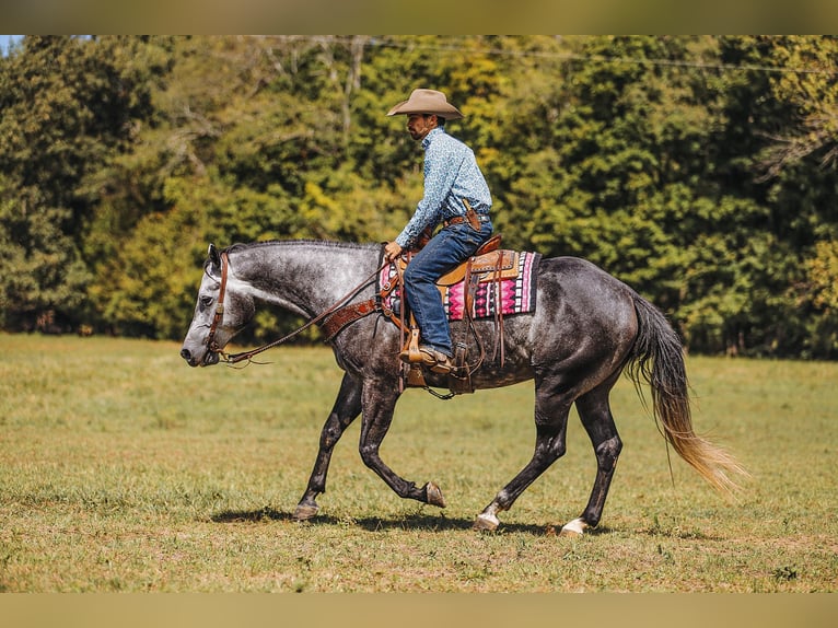 American Quarter Horse Ruin 6 Jaar 160 cm Schimmel in Lyles, TN