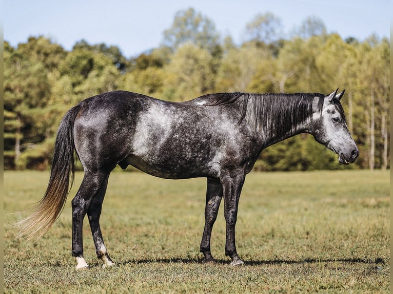 American Quarter Horse Ruin 6 Jaar 160 cm Schimmel in Lyles, TN