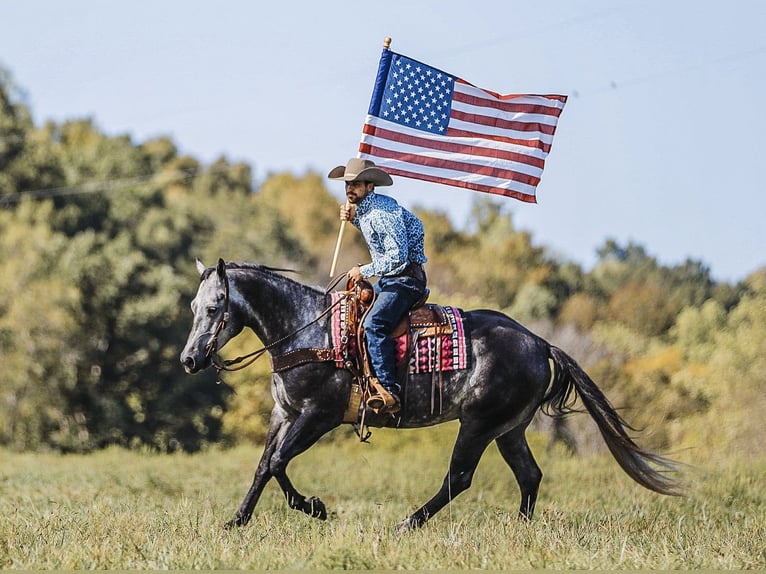 American Quarter Horse Ruin 6 Jaar 160 cm Schimmel in Lyles, TN