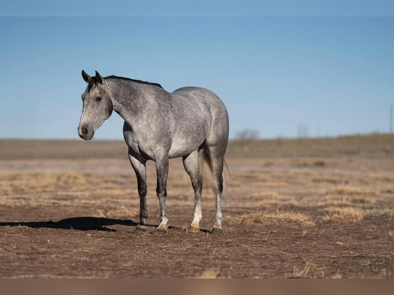 American Quarter Horse Ruin 6 Jaar 160 cm Schimmel in Canyon, TX