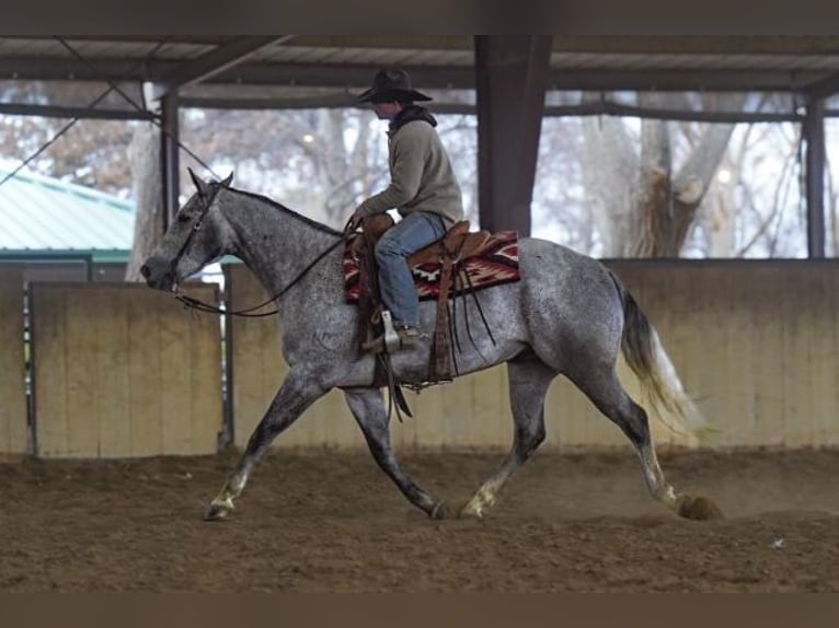 American Quarter Horse Ruin 6 Jaar 160 cm Schimmel in Canyon, TX