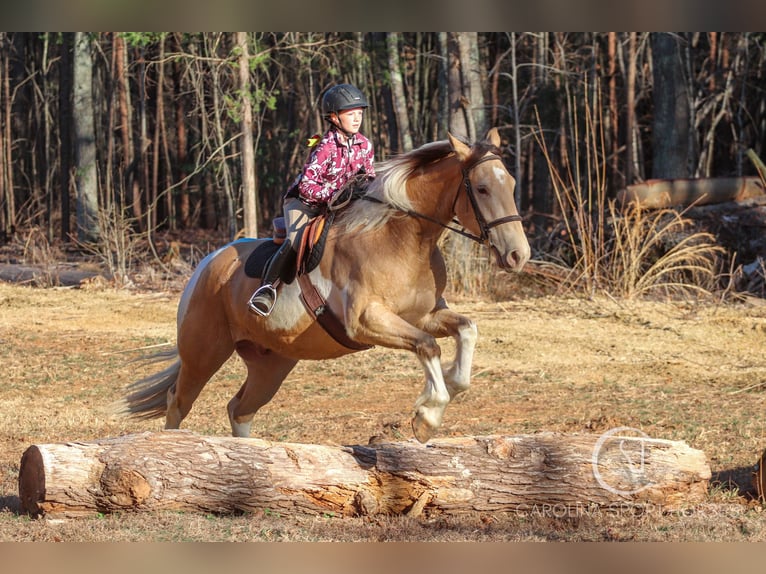 American Quarter Horse Mix Ruin 6 Jaar 160 cm in Clover, SC