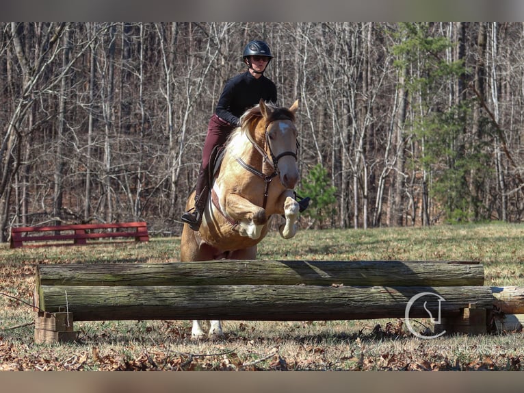 American Quarter Horse Mix Ruin 6 Jaar 160 cm in Clover, SC