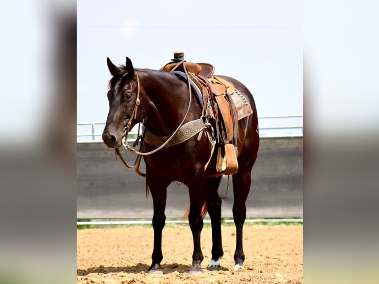 American Quarter Horse Ruin 6 Jaar 160 cm Zwart in La Motte, IA