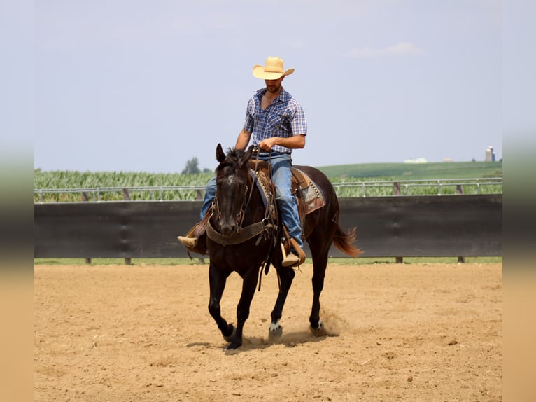 American Quarter Horse Ruin 6 Jaar 160 cm Zwart in La Motte, IA