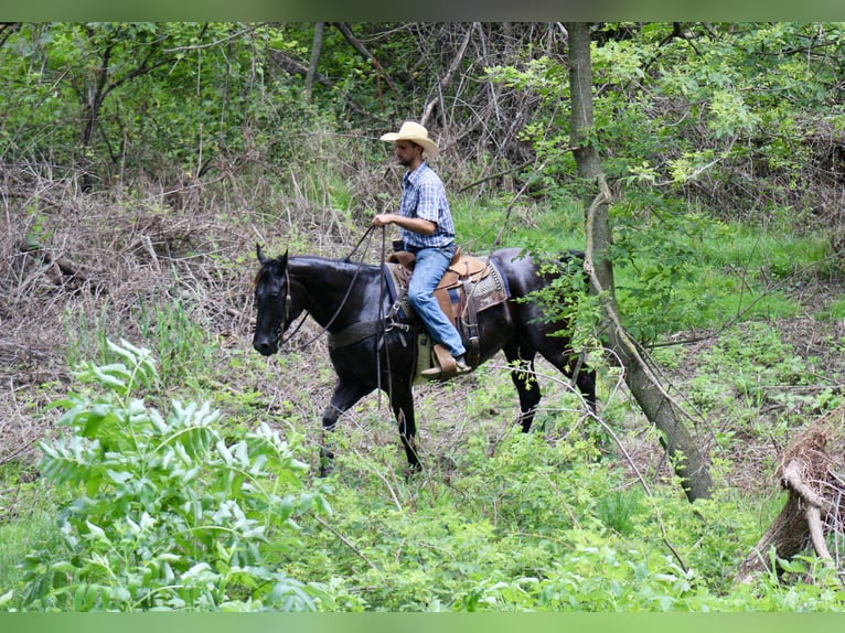 American Quarter Horse Ruin 6 Jaar 160 cm Zwart in La Motte, IA