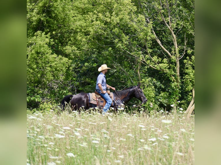 American Quarter Horse Ruin 6 Jaar 160 cm Zwart in La Motte, IA