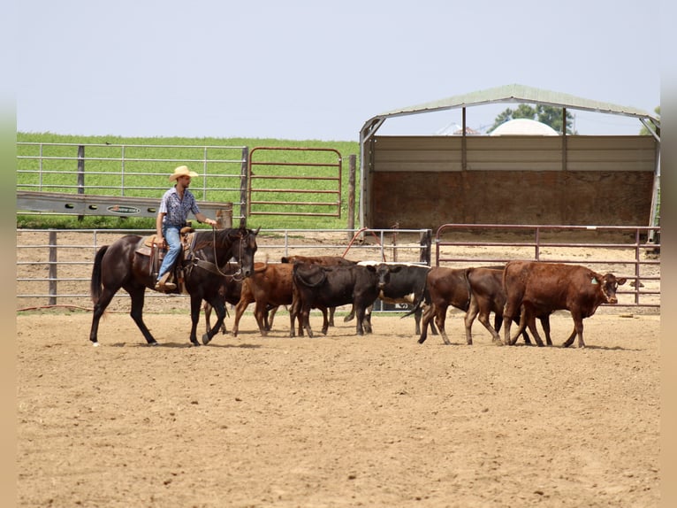 American Quarter Horse Ruin 6 Jaar 160 cm Zwart in La Motte, IA