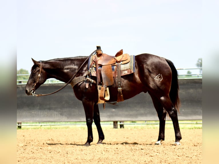 American Quarter Horse Ruin 6 Jaar 160 cm Zwart in La Motte, IA