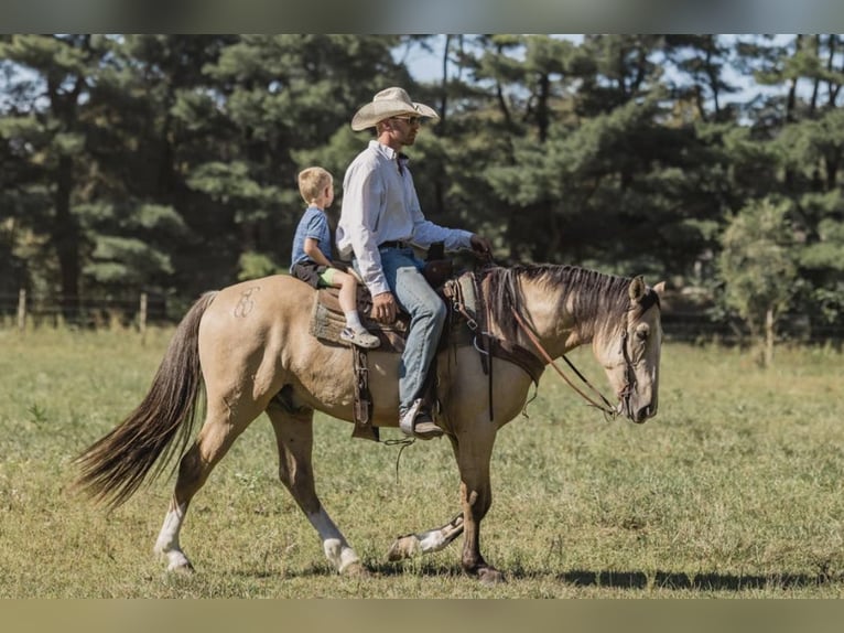 American Quarter Horse Ruin 6 Jaar 163 cm Buckskin in Judson IN