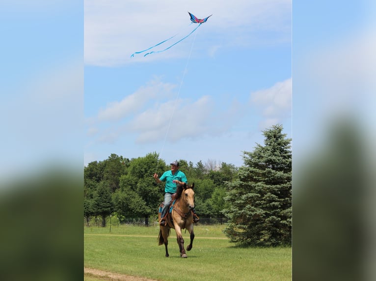 American Quarter Horse Ruin 6 Jaar 163 cm Buckskin in Dodgeville