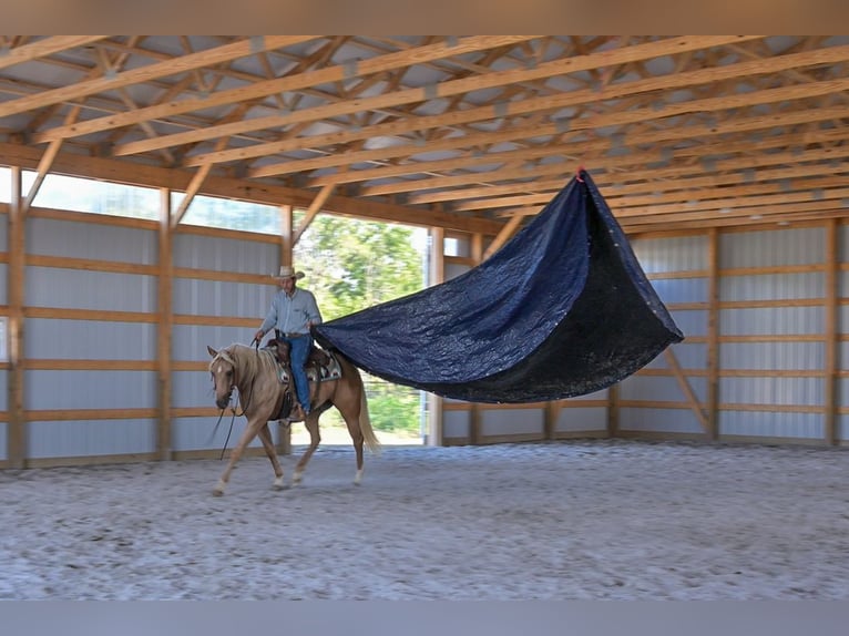 American Quarter Horse Ruin 6 Jaar 163 cm Palomino in Rockville