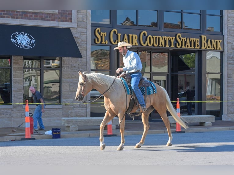 American Quarter Horse Ruin 6 Jaar 163 cm Palomino in Rockville