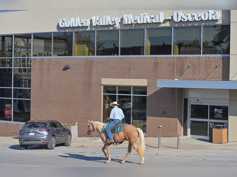 American Quarter Horse Ruin 6 Jaar 163 cm Palomino in Rockville