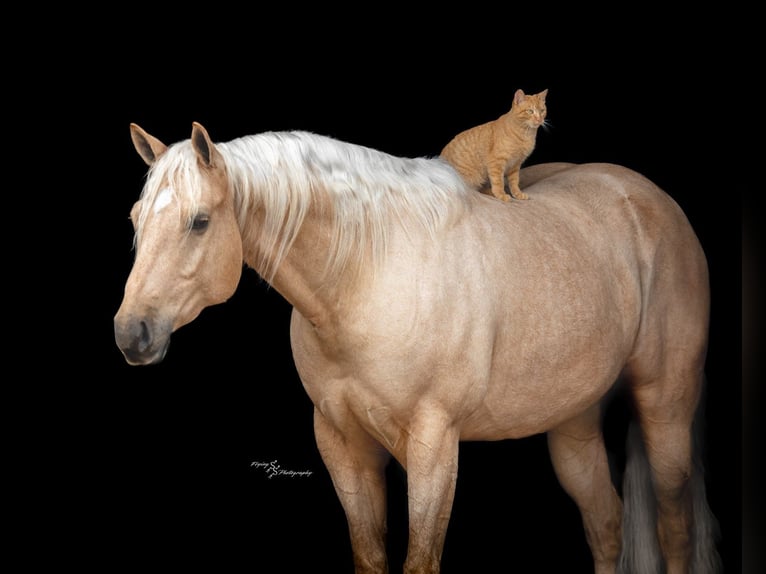 American Quarter Horse Ruin 6 Jaar 163 cm Palomino in Rockville