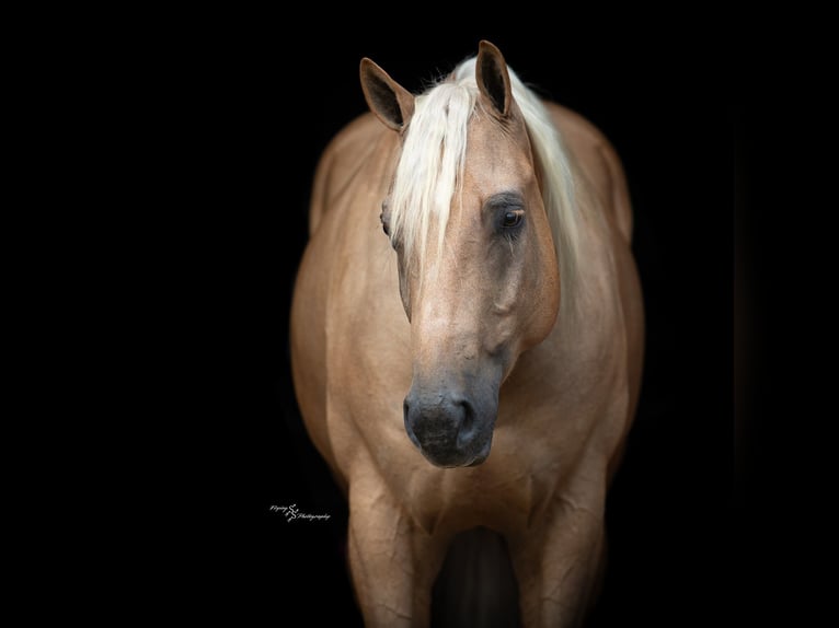 American Quarter Horse Ruin 6 Jaar 163 cm Palomino in Rockville